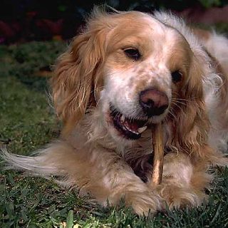 Relación directa entre alimentación y tumores en perros