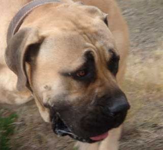 Milalva boerboels.