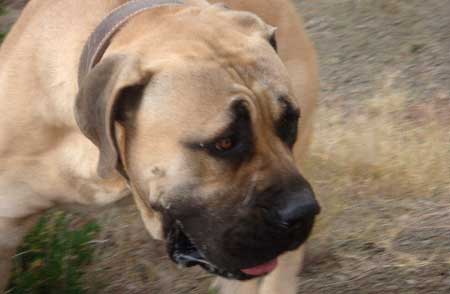 Milalva boerboels.