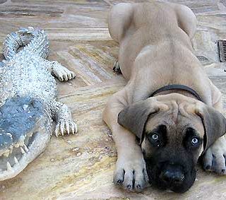 El boerboel (y II, Carácter, estándar y descripción)