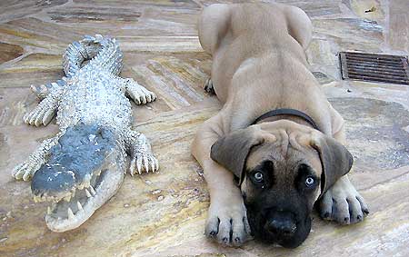 El boerboel (y II,  Carácter, estándar y descripción)