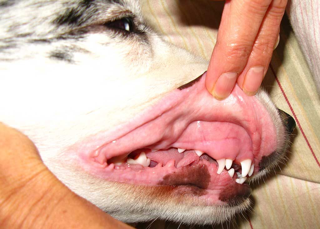 Varios Competencia Vástago Doble dentadura en cachorros - www.doogweb.es