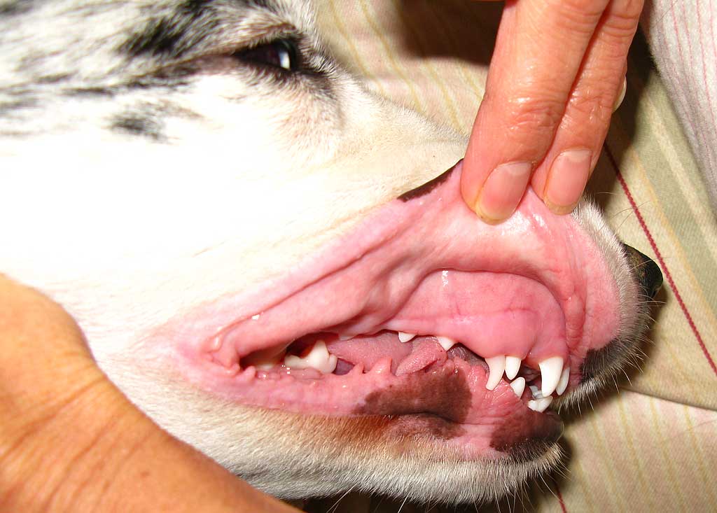 «La “doble dentadura en cachorros” es muy frecuente. Casi podríamos afirmar que en uno u otro momento todos los cachorros tienen alguna pieza doble»