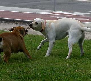 La importancia de las zonas de esparcimiento y ocio para perros.