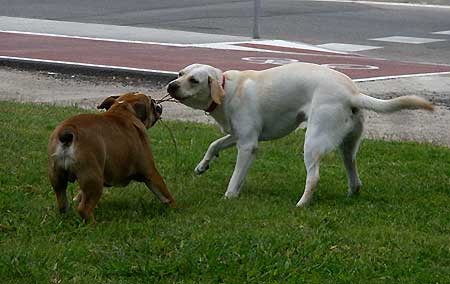 La importancia de las zonas de esparcimiento y ocio para perros.