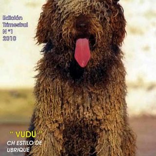 Revista digital gratis sobre el perro de agua español.