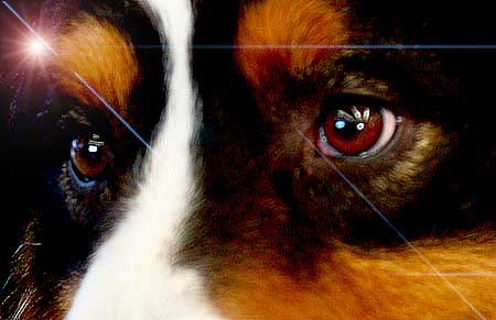 Hacia el origen del pensamiento y razonamiento canino. El futuro del adiestramiento canino.