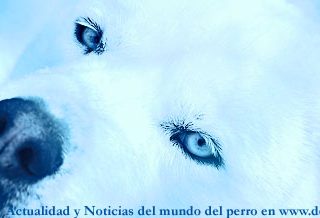 Noticias del mundo del perro, titulares de la semana del 1 al 7 de noviembre de 2010.