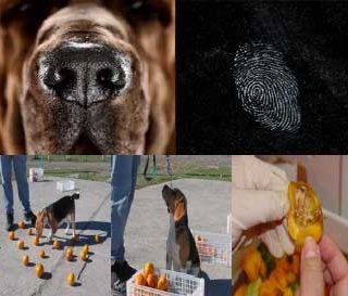 Odorología forense e identificación judicial/unidades caninas para seguridad alimentariaOdorología forense e identificación judicial/unidades caninas para seguridad alimentaria.