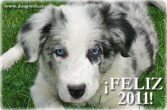Desde doogweb te deseamos un Feliz 2011.