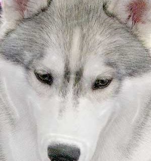 Las mejores fotos de siberian husky en www.doogweb.es