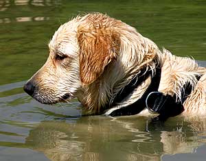 Vídeo de hidroterapia (natación) para perros.