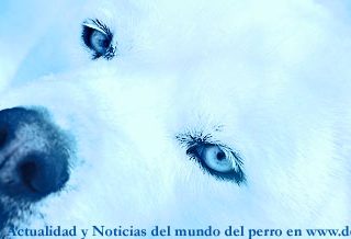 Noticias del mundo del perro, 6 a 12 de diciembre, en www.doogweb.es.