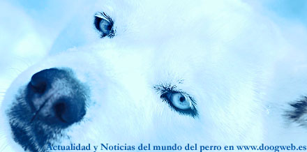 Noticias_semanales_perros Noticias del mundo del perro, 6 a 12 de diciembre, en www.doogweb.es.