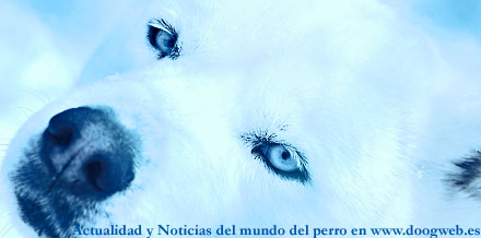 Noticias del mundo del perro, 13 a 19 de diciembre.