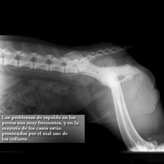 Dolor de espalda en perros, - www.doogweb.es