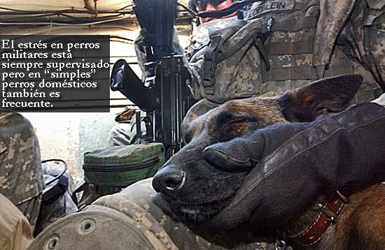 En perros sometidos a mucha presión (por ejemplo perros militares), el guía siempre es responsable de gestionar sus niveles de estrés. La vida de ambos depende de ello.