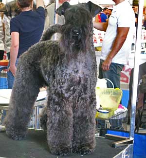 XI Exposición Canina Valls 2011.