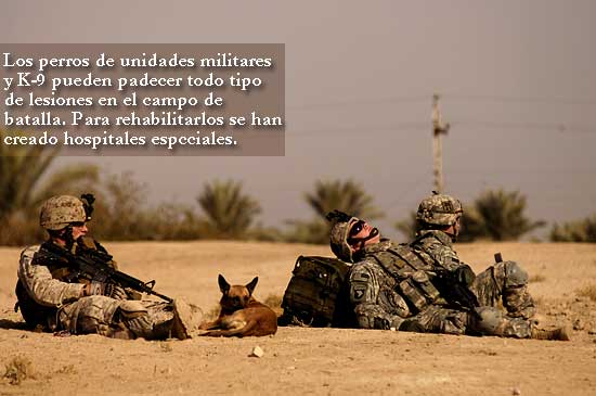 Hospital veterinario para perros militares y K-9.