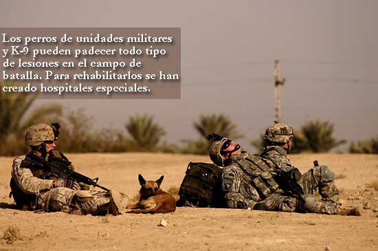 Hospital veterinario para perros militares y K-9.