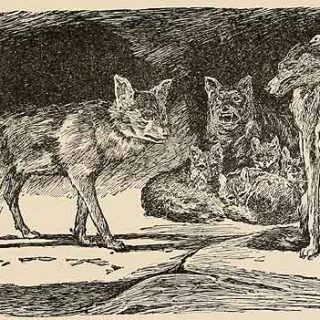 Lobo africano. El Canis aureus lupaster no es un chacal.