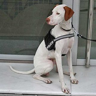 La Policía Local de Algemesí incorpora un perro para detectar y rastrear la presencia de drogas.
