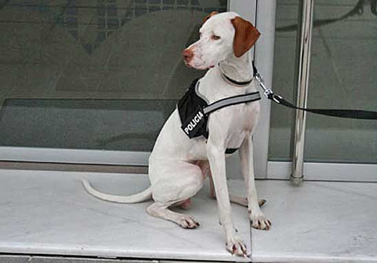 La Policía Local de Algemesí incorpora un perro para detectar y rastrear la presencia de drogas.