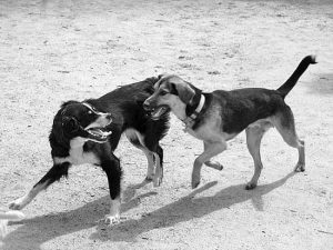 Los perros ven en blanco y negro... o no - www.doogweb.es