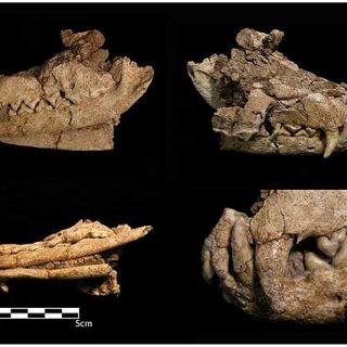 Encontrados restos de un zorro domesticado hace 20.000 años.
