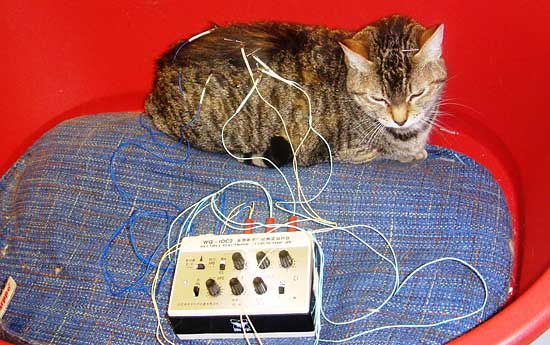 Acupuntura_gato Acupuntura en perros y gatos.