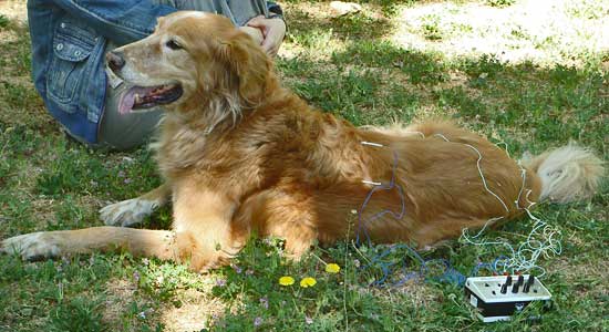 Acupuntura_perro Acupuntura en perros y gatos.