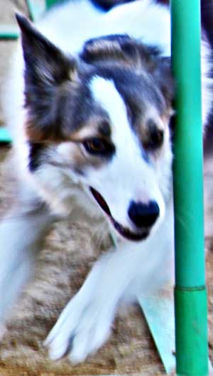 Pruebas de Agility UCA con Club Boadilla.