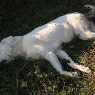 FEPAEX Se busca información de un perro encontrado muerto hace unos días en Malpartida de Plasencia