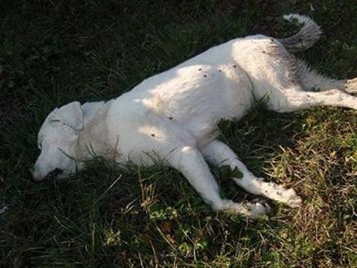 FEPAEX Se busca información de un perro encontrado muerto hace unos días en Malpartida de Plasencia