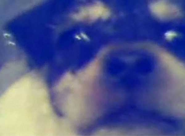 Maltrato animal y su publicación en Internet.