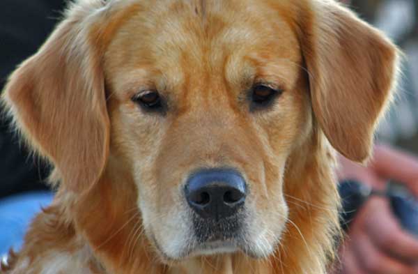 Las órdenes en el adiestramiento canino.