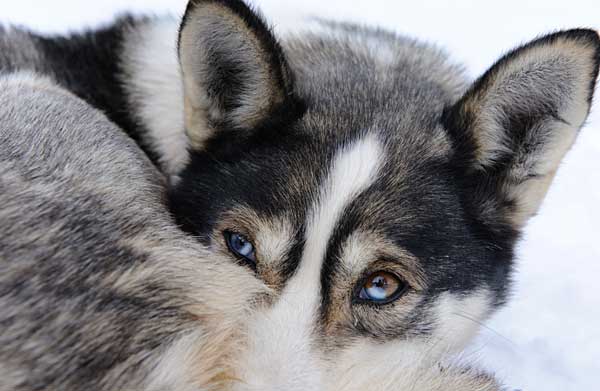 Pirena 2011 etapa 1, La Partacua-Nieve de Aragón.