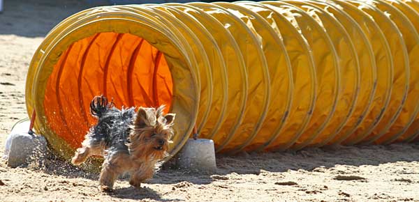 Agility en Málaga, Zaragoza, Ibiza, Pontevedra y Madrid.