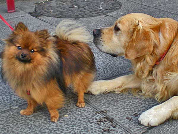 Cómo colaborar con Asociaciones Protectoras de Animales.