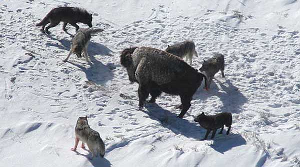 Vídeo de la teoría de Coppinger, según la cual el origen del perro data de 15.000 años atrás, cuando los lobos se acercaron a los asentamientos humanos en busca de comida fácil.