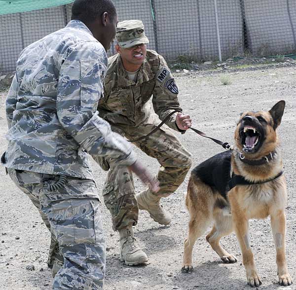 La conexión perro-guía es la clave del éxito en combate.