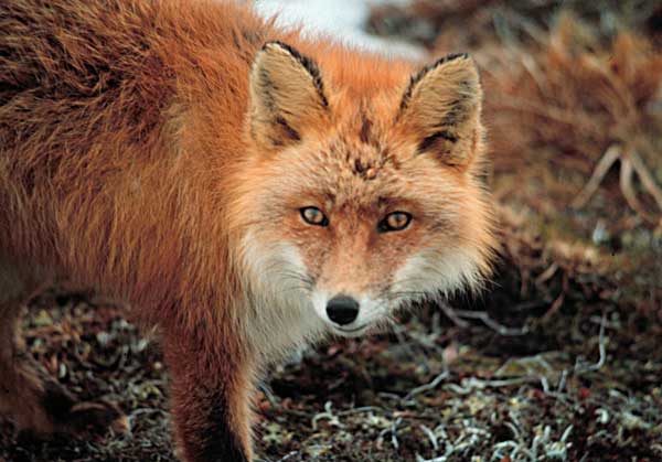 Los agentes forestales de la Comunidad de Madrid luchan contra el veneno en el campo.