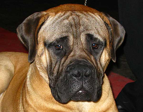 Bullmastiff. Huella nasal, tatuaje, biometría, microchip... Pros y contras de los diferentes métodos de identificación canina empleados a lo largo de la Historia.