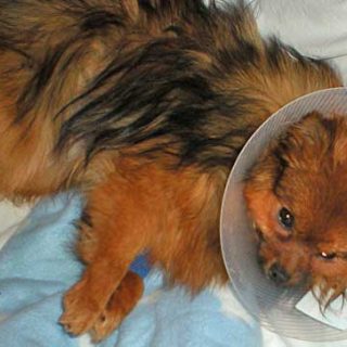 La Universidad de Colorado estudia la aplicación de la laparoscopia en la castración de perras.