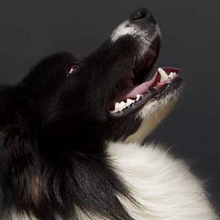 Nuevos fondos de pantalla gratis. Este mes el Border collie, cortesía de Santos Román.