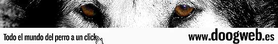 doogweb_on_line Actualidad y noticias del mundo del perro en doogweb.es.