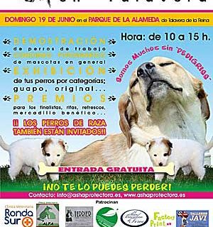 II Concurso de perros mestizos en Talavera con Protectora Asha.