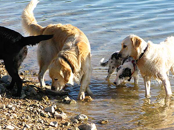 Diez consejos que pueden hacer más llevadero el verano de nuestros perros.