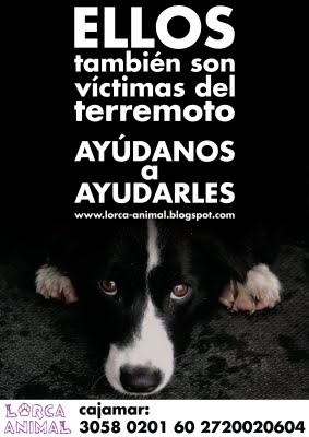 Los perros del terremoto de Lorca.