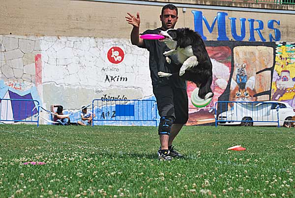 Dog frisbee. Ashely Whippet Qualifier Spain. Trofeo Caninu.